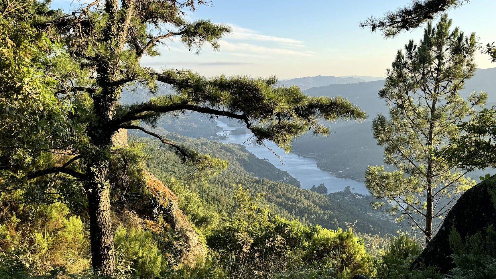 A pine tree above a reservoir in the Gerês mountains